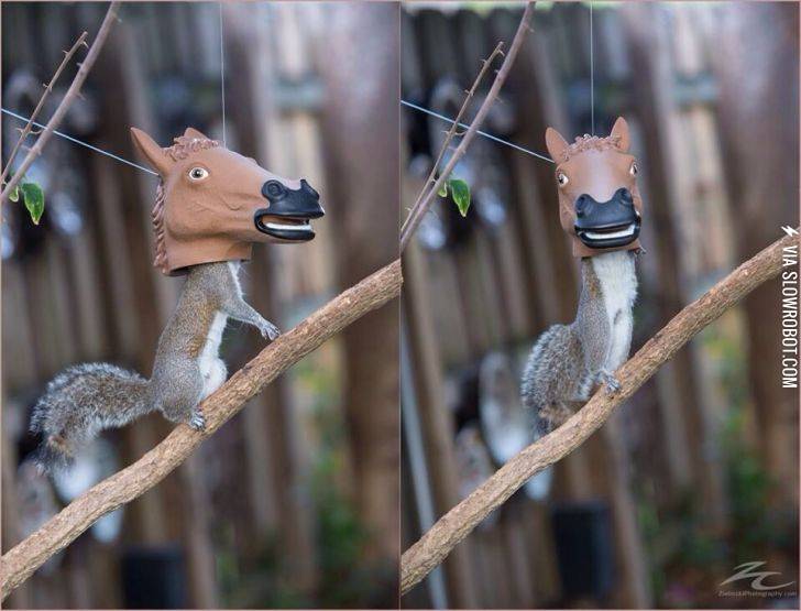 So+this+exists.+Horse+head+squirrel+feeder.