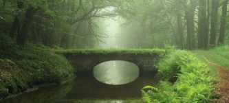 Bridge+in+the+forest