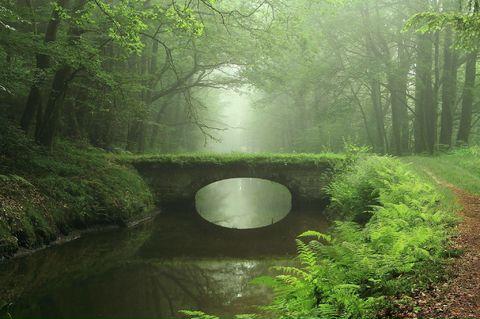 Bridge+in+the+forest