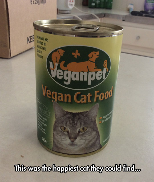 Cats%26%238217%3B+Reaction+To+Vegan+Food