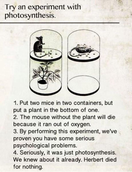 Photosynthesis+Experiment