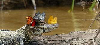 Butterflies+will+sometimes+land+on+a+Caiman+and+drink+its+salty%2C+crocodile+tears+to+in+order+to+survive.+This+helps+the+Caiman+to+feel+both+less+sad+and+more+fabulous.