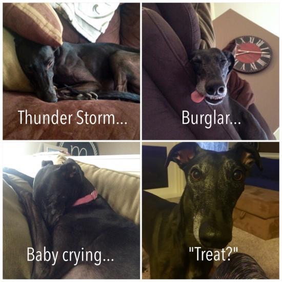 Ladies+and+gentlemen%26%238230%3B+My+greyhound.