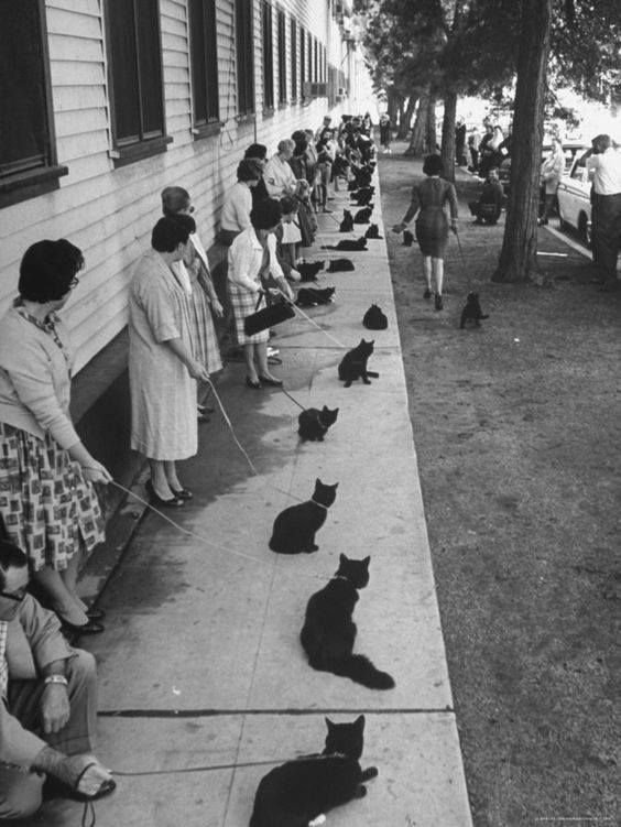 Black+cat+open+casting+call+for+the+1961+Edgar+Allan+Poe+film%2C+Tales+of+Terror.