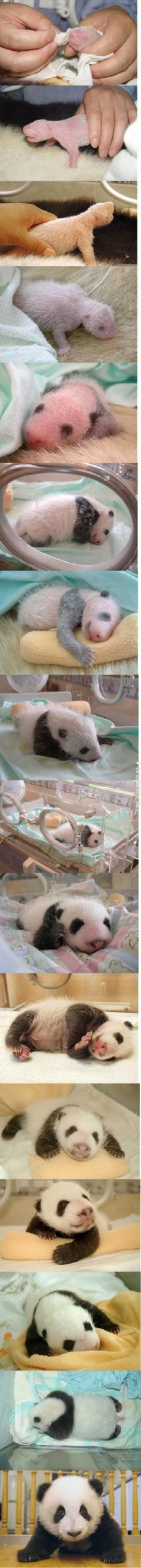 Baby+panda.