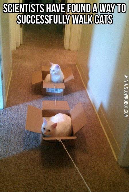 How+to+walk+a+cat.
