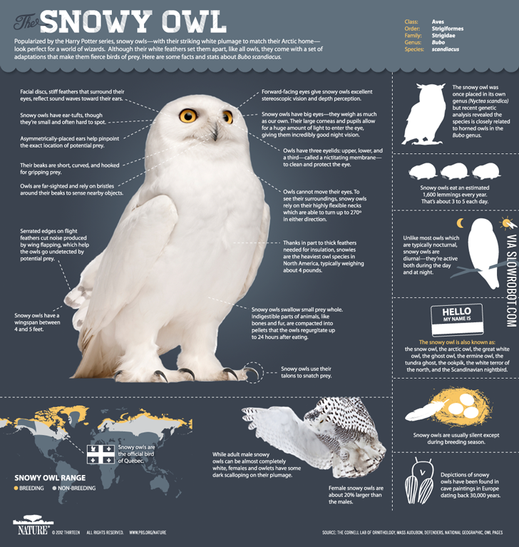 The+Snowy+Owl.