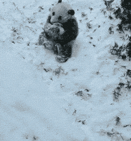 A+panda+in+the+snow.