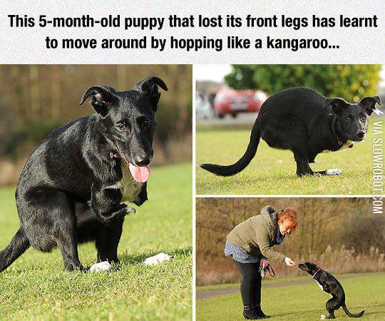 The+cutest+kangaroo.