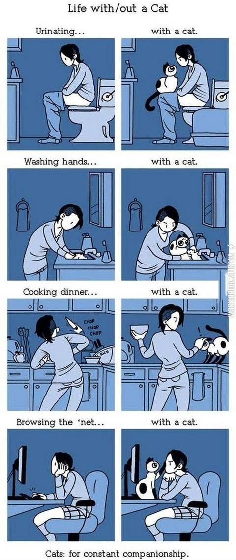 Life+with+and+without+a+cat.