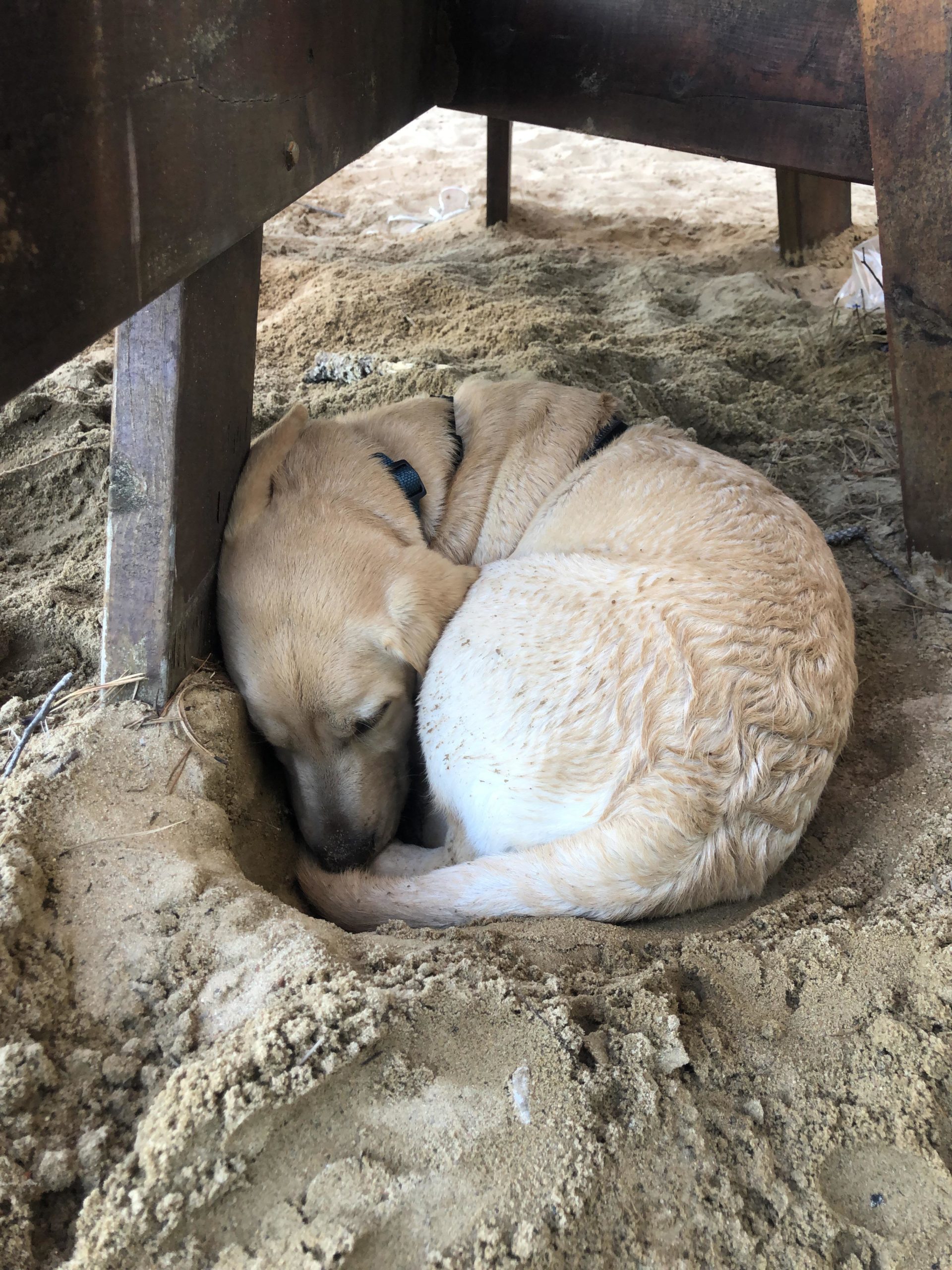 After+a+long+day+of+swimming+he+dug+a+hole+in+the+sand%2C+curled+up+in+a+ball%2C+and+slept%26%238230%3B