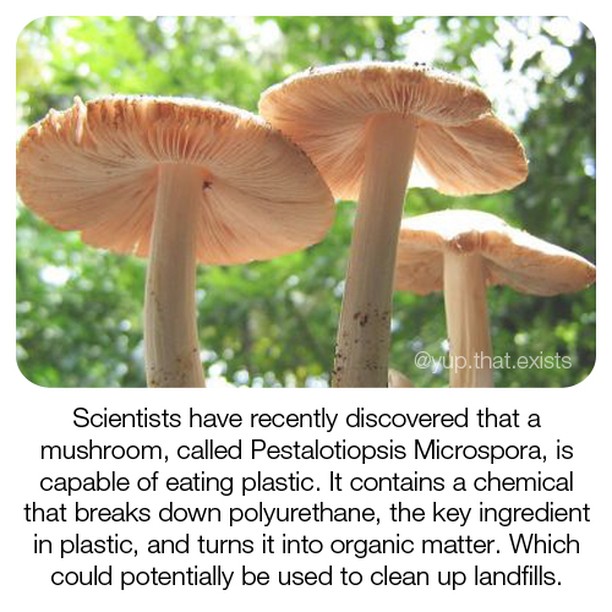 We+know+mushroom+are+magical