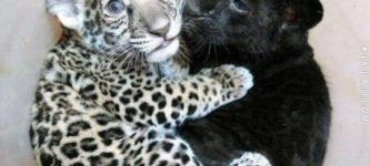 A+Baby+Jaguar+cuddling+with+a+baby+Panther