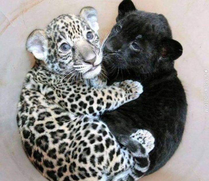 A+Baby+Jaguar+cuddling+with+a+baby+Panther