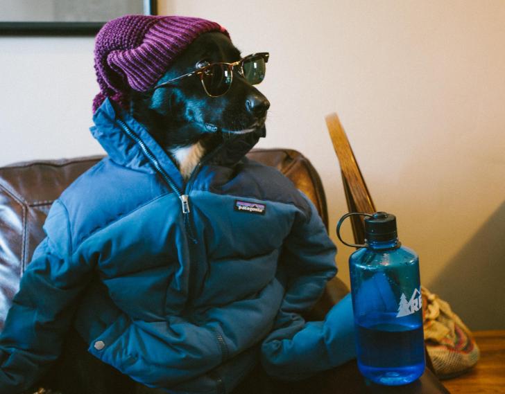 Living+in+Colorado+has+really+done+a+number+on+our+dog%26%238230%3B