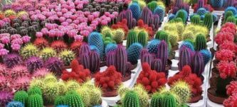 Colourful+Cacti