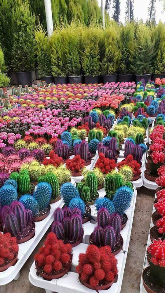 Colourful+Cacti