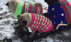 The+puggest+sled