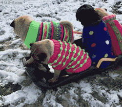 The+puggest+sled