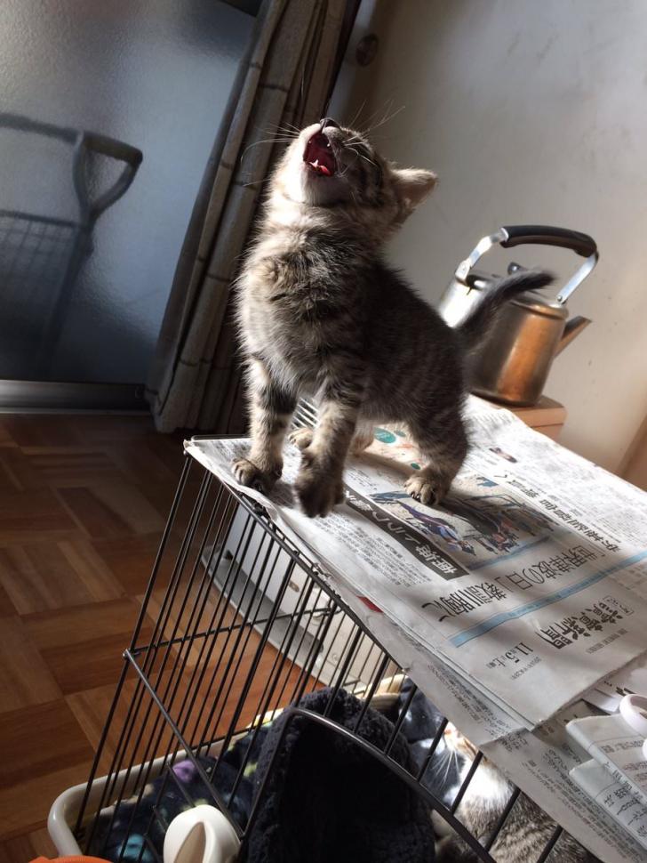 He+just+can%26%238217%3Bt+wait+to+be+king%21