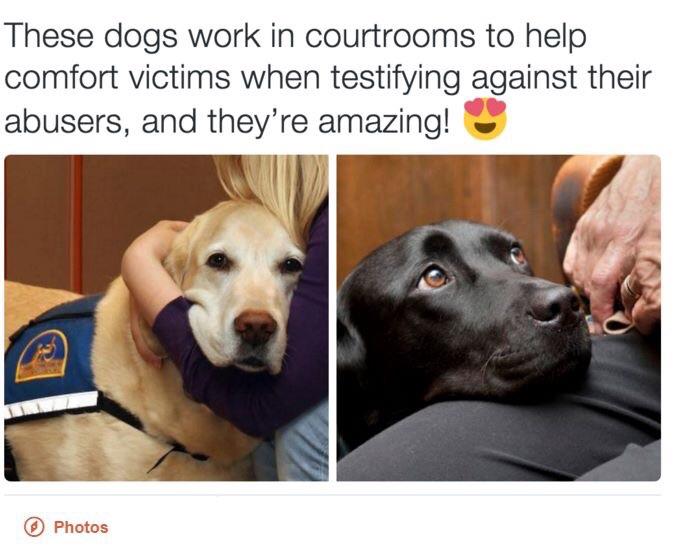 I+would+be+so+proud+of+my+dog+if+he+got+this+job