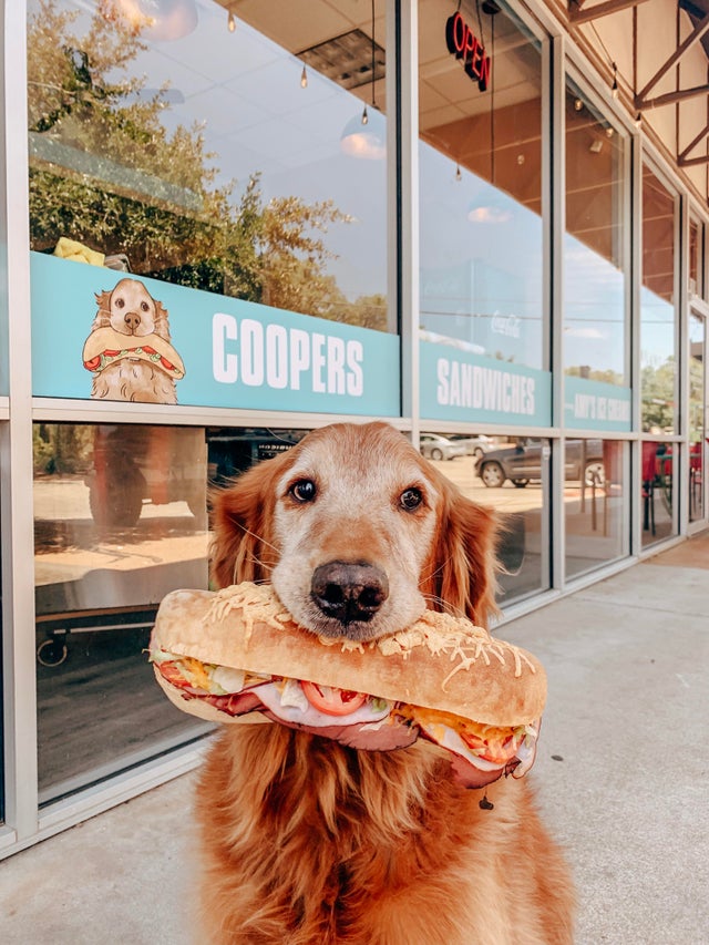 this+doggo+has+its+own+sandwich+shop