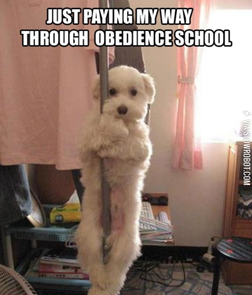 Just+paying+my+way+through+obedience+school.