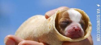 Puppy+burrito.