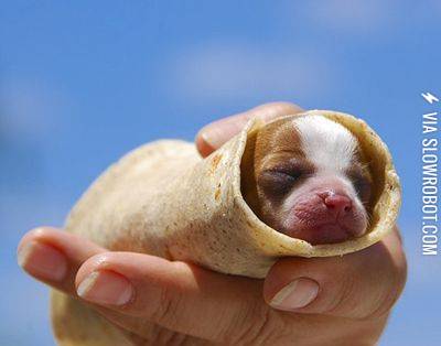 Puppy+burrito.
