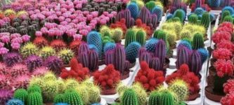 Colorful+cactus