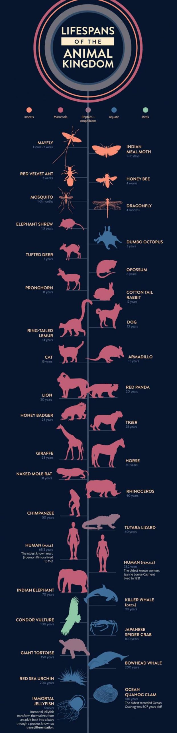 The+lifespan+of+the+animal+kingdom