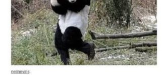 Panda+thief