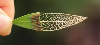 Sawfly+larvae+eating+a+leaf