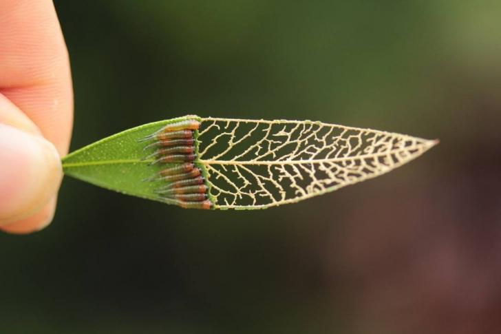 Sawfly+larvae+eating+a+leaf