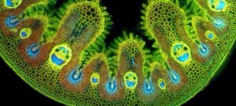 Grass+under+a+microscope+is+so+happy.