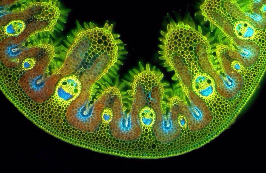 Grass+under+a+microscope+is+so+happy.