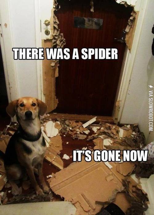 Damn+spiders.