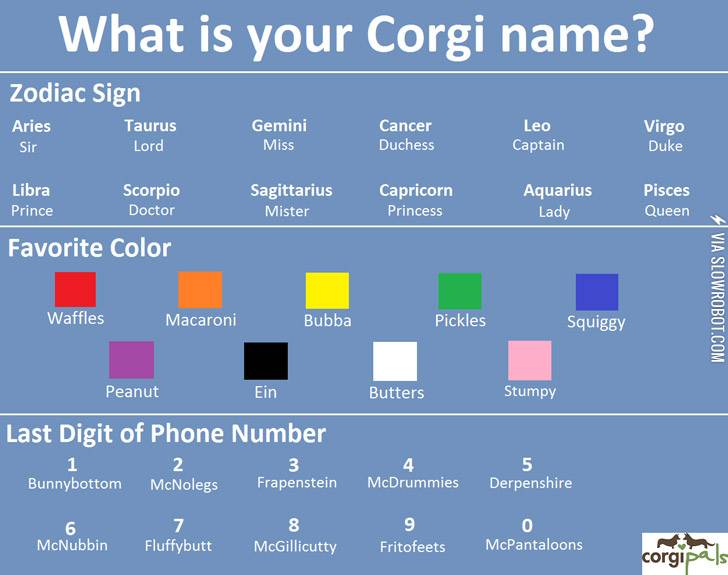 What+is+your+Corgi+name%3F