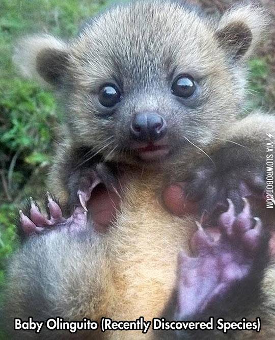 Baby+Olinguito.