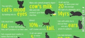 Cat+facts.