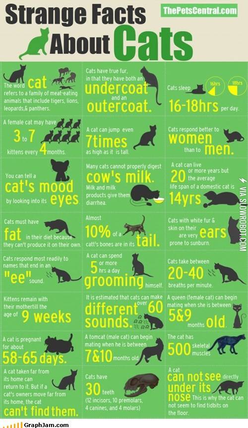 Cat+facts.