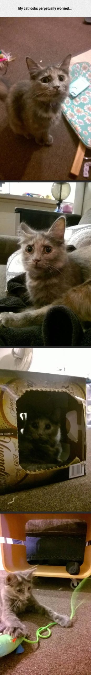 My+Cat+Looks+Perpetually+Worried%26%238230%3B