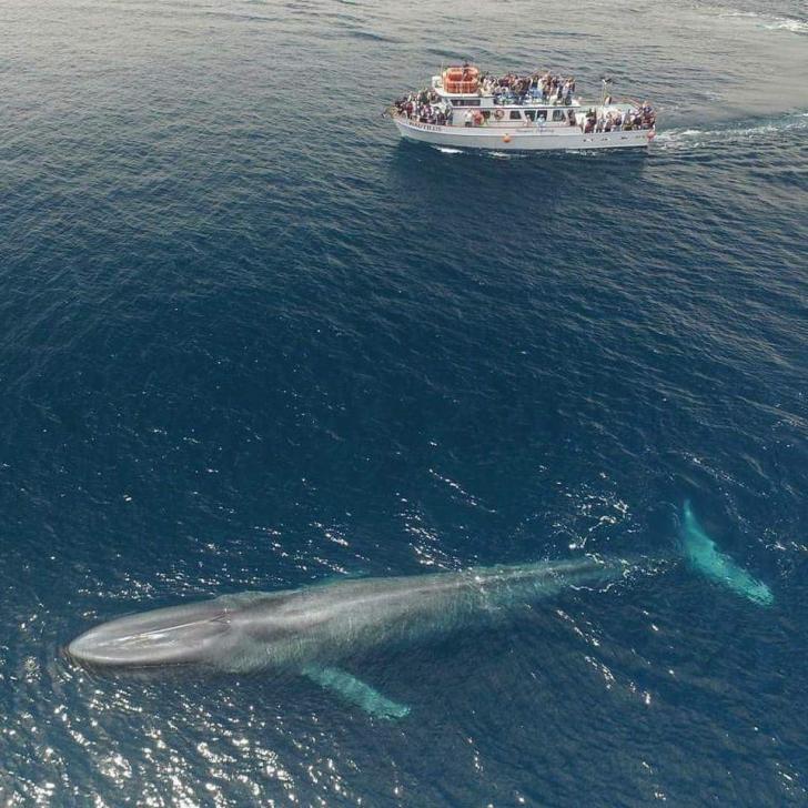 A+Blue+Whale+swimming+beside+a+75ft+boat