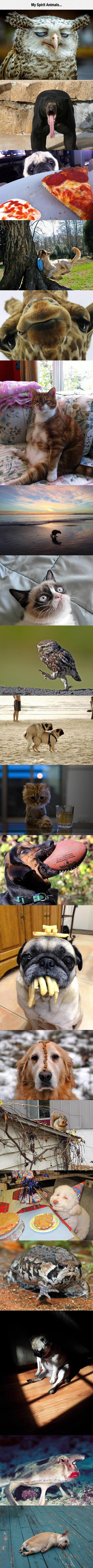 My+spirit+animals+speak+to+me.