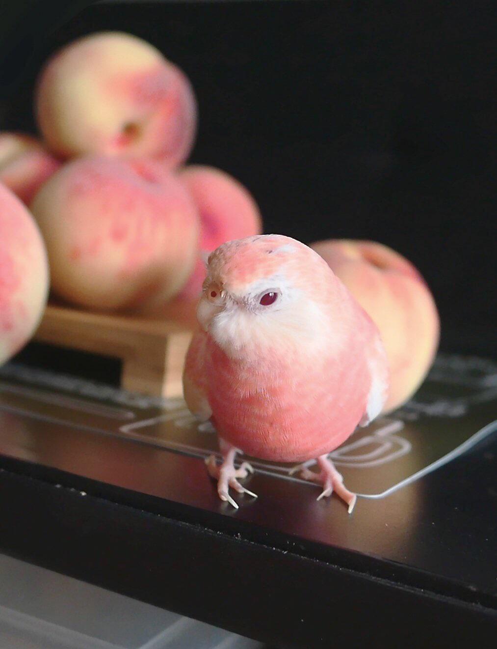 Forbidden+peach.