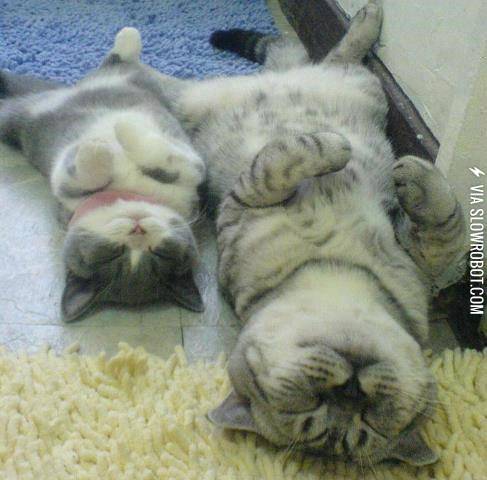 A+cat%26%238217%3Bs+life.