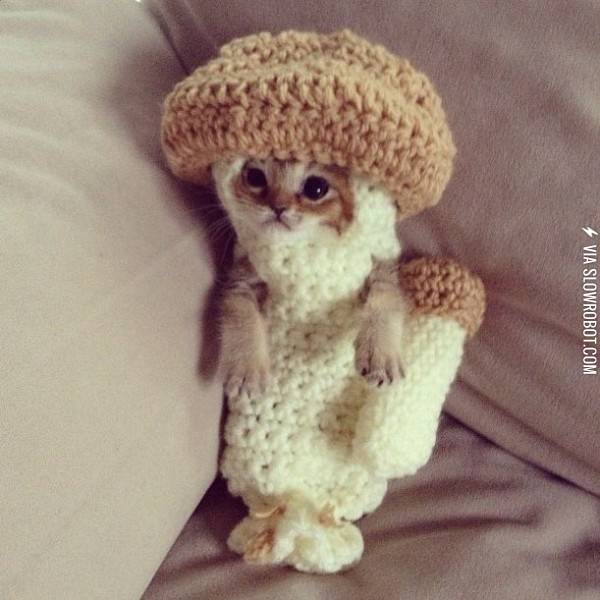This+kitten+is+wearing+a+mushroom+costume