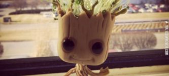 Introducing+chia+Groot