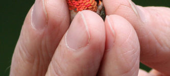 A+tiny+Ruby+Throated+Hummingbird