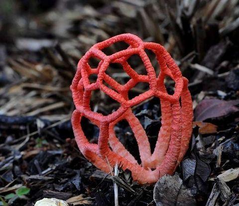 Red+cage+fungus